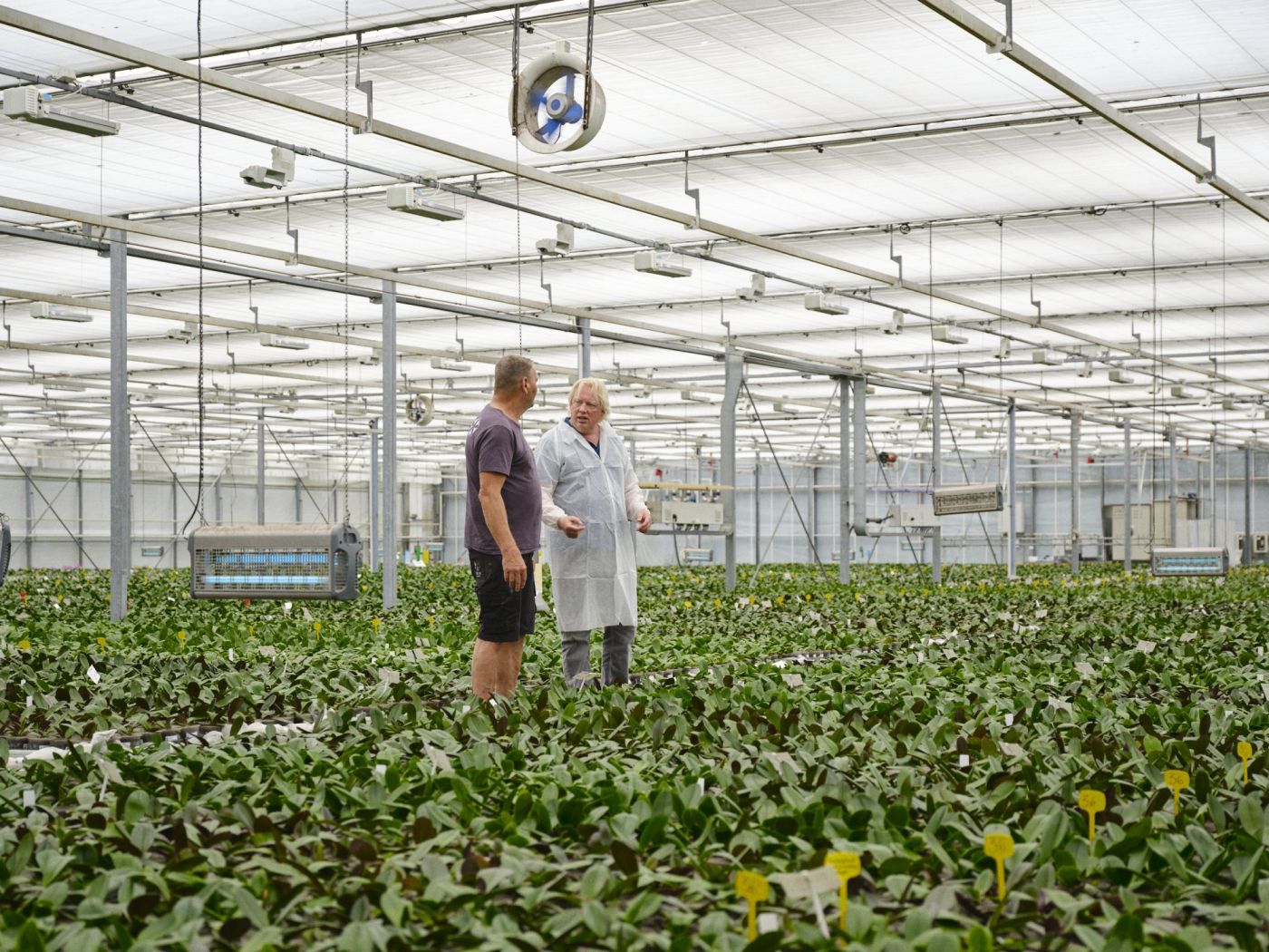 Twee ondernemers in overleg tussen de gewassen in een kas